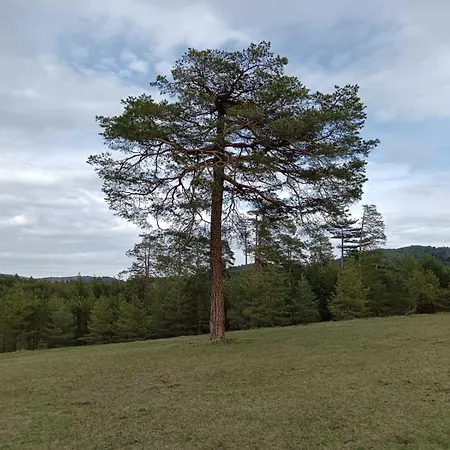 Zlatiborski Biser Suljagici