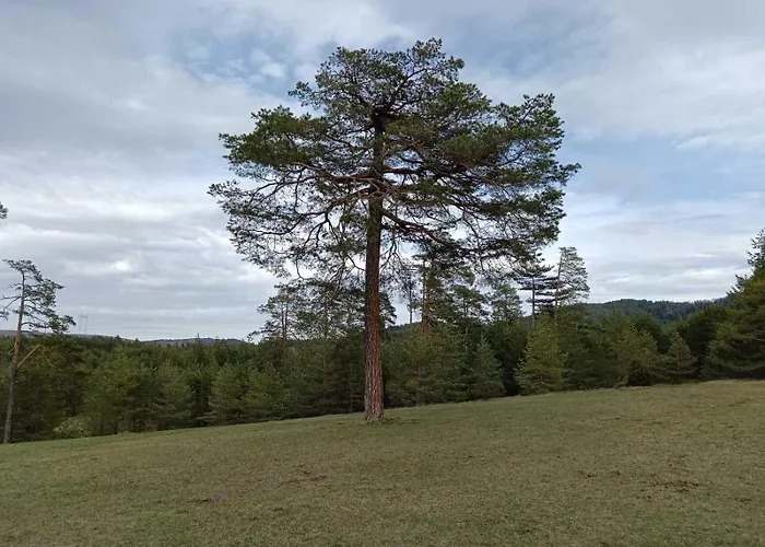 Zlatiborski Biser Suljagici